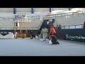 Beagle Per� - Canela en Exposici�n: 279� BEST IN SHOW