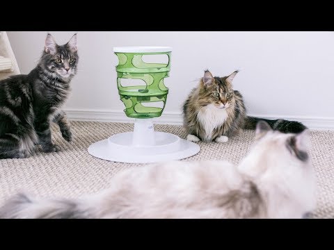 Q&A: Do Your Maine Coons Shed a Lot?