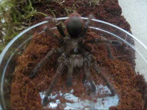 theraphosa blondi