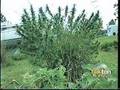 Marijuana Minister Update from Green Earth Ministries
