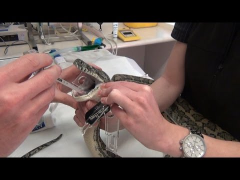 YouTube reptile video
