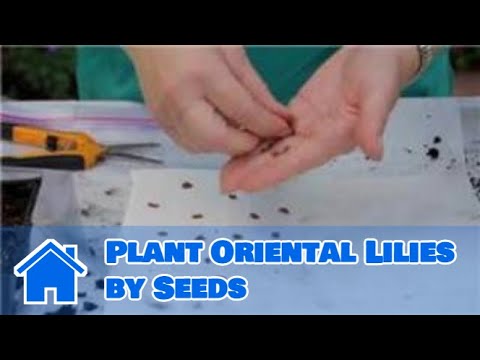 how to transplant oriental lilies