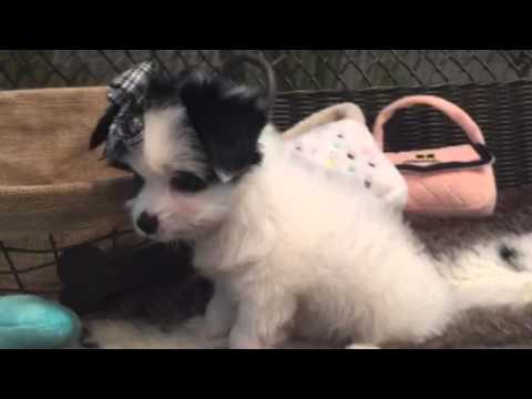 Unique little cutie, Papitese baby girl