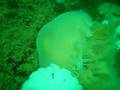 Plumose Anemones eating Lions Mane Jelly