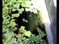 Juvenile koi in pond