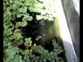 Juvenile koi in pond