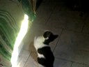 Freacky acchiappa il sole!