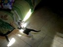Freacky acchiappa il sole!