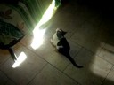 Freacky acchiappa il sole!