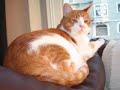 Mid-Century Cats: Gary and Sponge