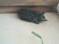 Tortuga caiman.mp4