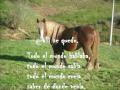 poesia pol.MPG