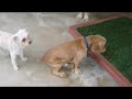 Froggy the perfect Cocker Spaniel