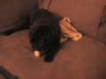 videos de Meiby the Theif Pug