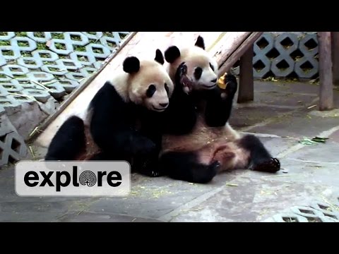 panda