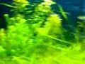 Aquario comamostras de plantas para a visão dos clientes da Aquaexotics. 