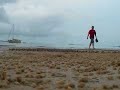 Herding soldier crabs Herding soldier crabs