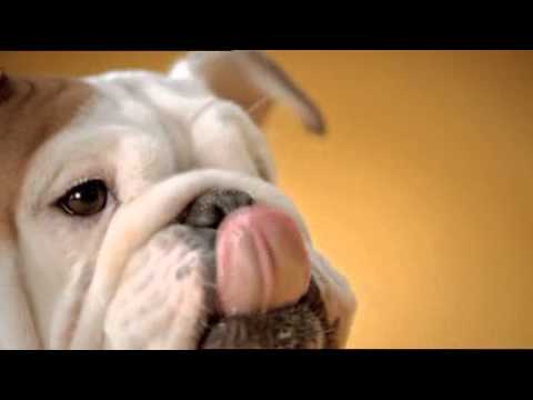 French TV Commercial for Pedigree Dog Food