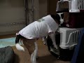 前足が浮いています（ビーグル犬はぐ）
