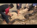 January 2013 - Colombia - Los Llanos: Video of the rescue by the people of the Juan Solito Ecolodge, of a female Anaconda, 5 meters and 150 kg.