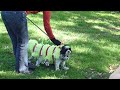 Boris strutting his stuff.MOV