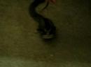 Sugar Glider Tug-O-War