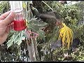 Hummingbird Feeding by Hand Sept 2007