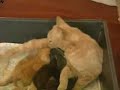 cat adopts a baby bunny who has no mother