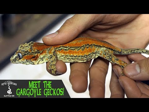 YouTube reptile video