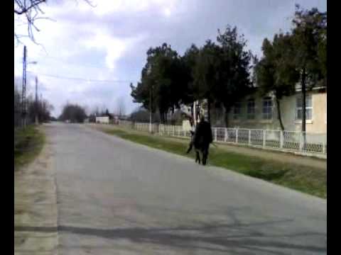 magarush insuratean