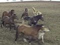 Reno Rodeo mares and colts