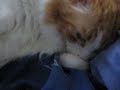 Katten suger på tumme Katten suger på tumme