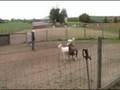videos de Tess Herding Instinct