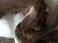 Milking Time: A short film about every day life and politics