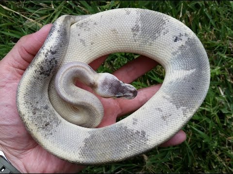 YouTube reptile video