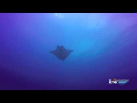 MANTA (MOBULA TARAPACANA) EN EL HIERRO