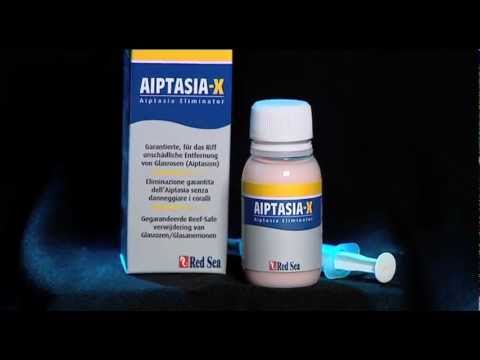 how to eliminate aiptasia