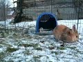 Kaninen Koda hopper rundt