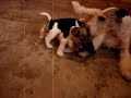 Foxter Kennels :Fox Terrier: