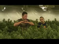 Green House Seed Co. - Cheese Grow