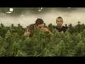 Green House Seed Co. - Cheese Grow