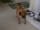 ALEXUS THE PUGGLE AND LASER