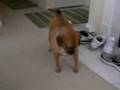ALEXUS THE PUGGLE AND LASER