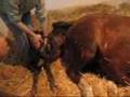 Foaling, tay doğumu