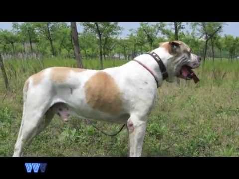 bully kutta