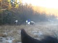 Zita og Natali galopperer p� jordet!