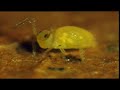 Curioso Insecto que Salta