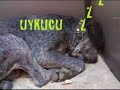 �zg�rmihmat (K?RL? SLAYT SHOW)