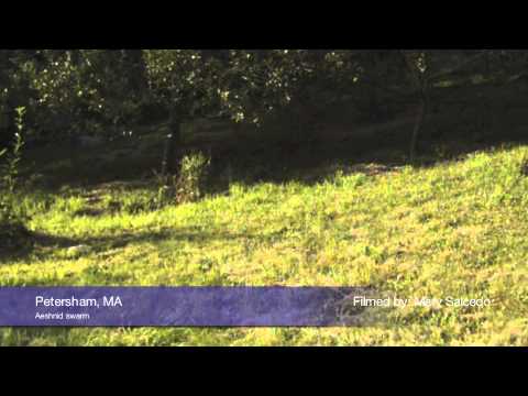aeshnid - Filming in Western Mass. This Aeshnid swarm moved as a collective group across fields at a farm in Petersham, MA. As the sun shifted (and possibly prey too),...