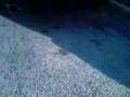 2007 Nissan Altima Nismo Cat-back exhaust